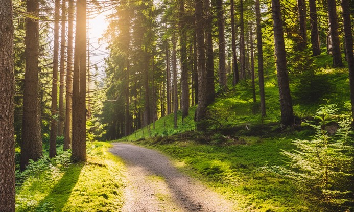 Photo of a forest path shot into the sunlight.